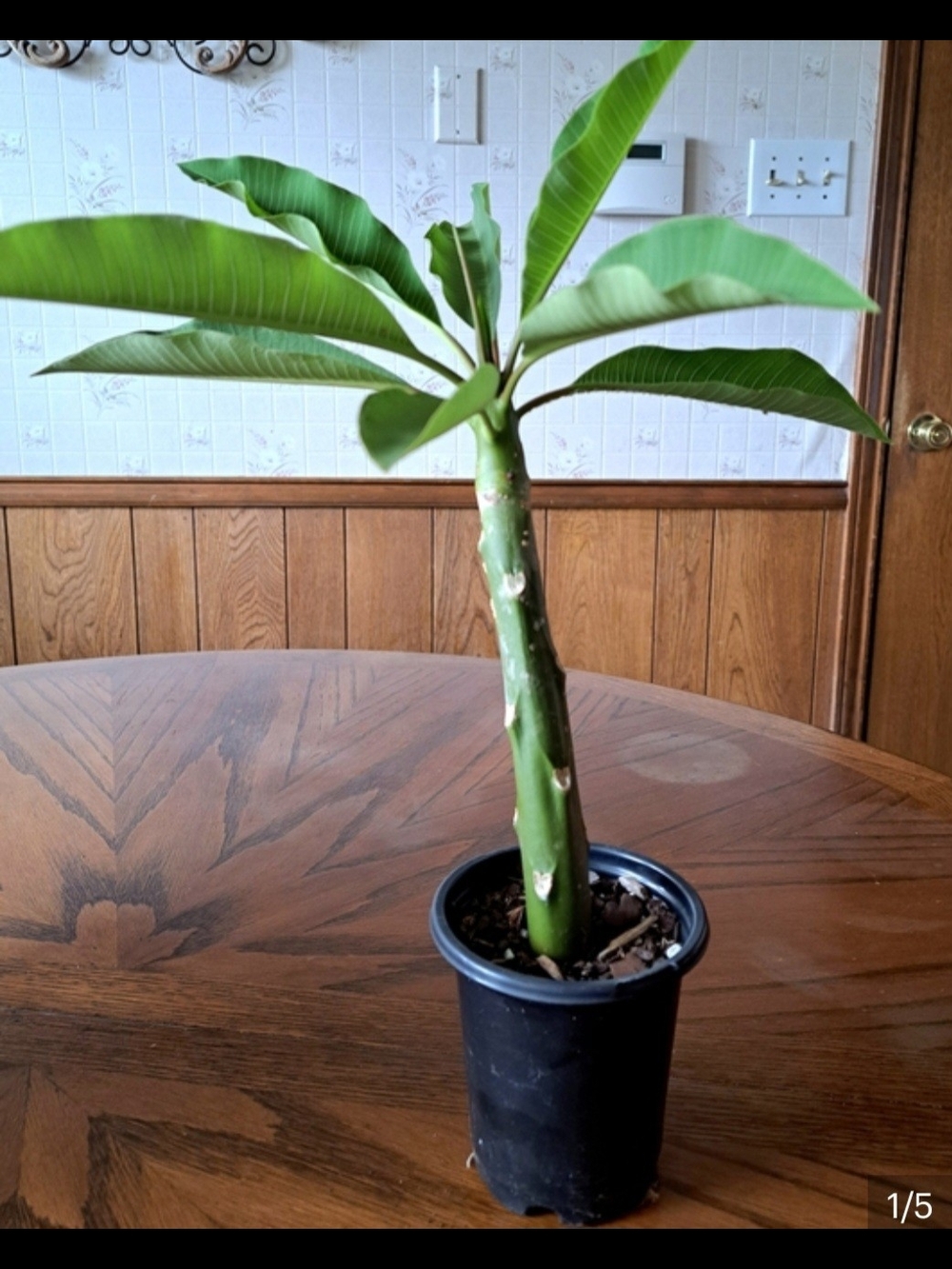 LIVE PLUMERIA PLANT FRANGIAPINA
